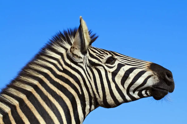 Zèbre Afrique Sud — Photo