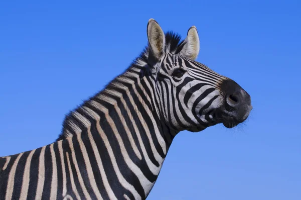 Zebra Dél Afrikában — Stock Fotó