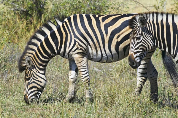 Güney Afrika Zebra — Stok fotoğraf