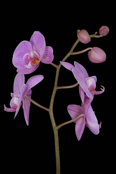 Cênica Bela Flor Orquídea Colorida — Fotografia de Stock