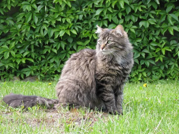 Schöne Und Neugierige Kleine Katze — Stockfoto