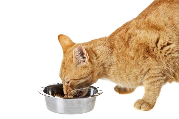 Pequeño Gato Comida Taza Aislado —  Fotos de Stock