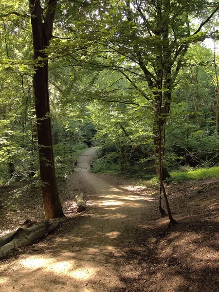 Beau Feuillage Automne Forêt — Photo