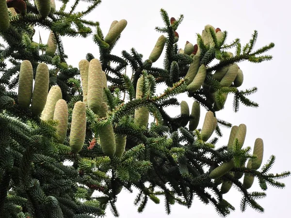 Tanne Mit Großen Tannenzapfen — Stockfoto