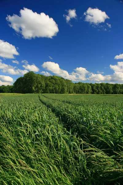 Krajobraz Wiejski Uprawa Zbóż — Zdjęcie stockowe