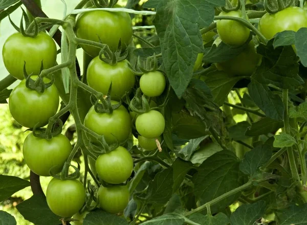 Niedojrzałe Pomidory Krzewie — Zdjęcie stockowe