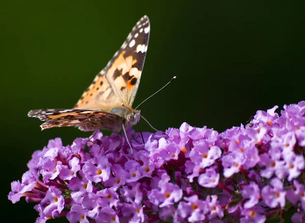 Closeup View Beautiful Colorful Butterfly — Stock Photo, Image