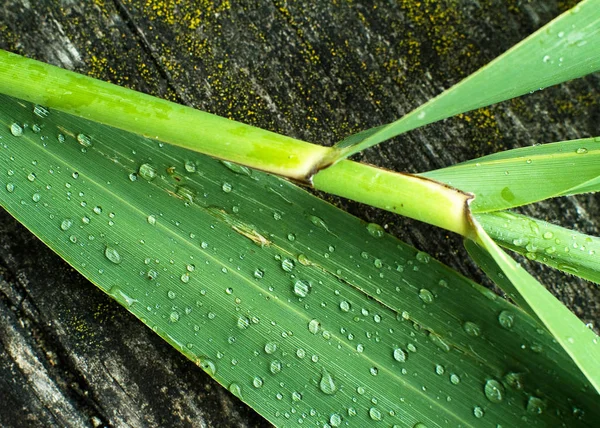 Gotas Água Folha Cana — Fotografia de Stock