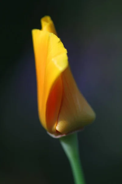 Vue Rapprochée Belles Fleurs Pavot Sauvage — Photo