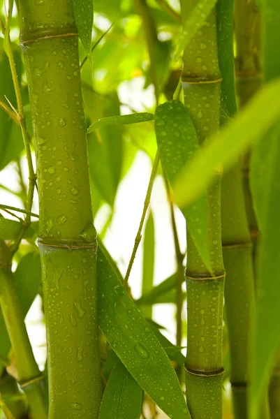 Vacker Botanisk Skott Naturliga Tapeter — Stockfoto