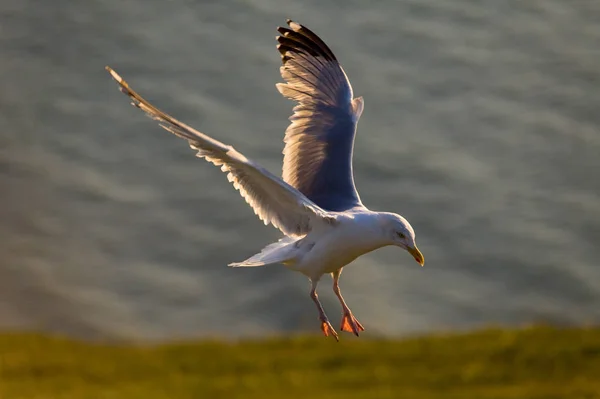 Scenic View Beautiful Bird Nature — Stock Photo, Image