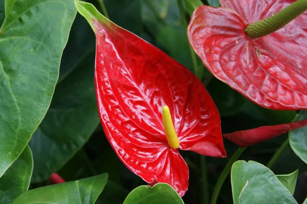 Mooi Botanisch Schot Natuurlijk Behang — Stockfoto