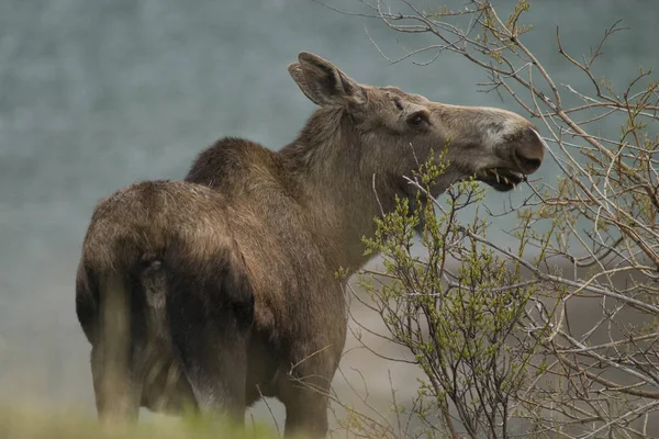 Moose Bush — Stock Photo, Image