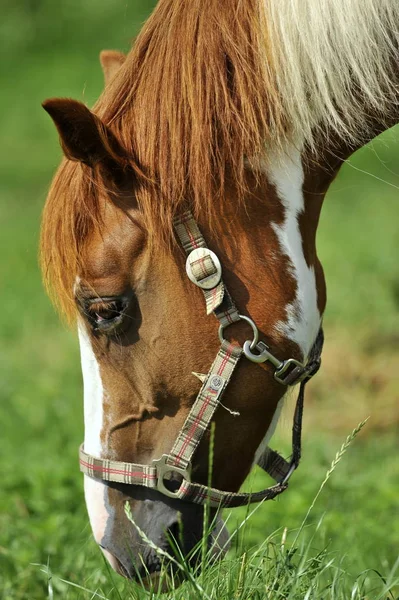 Porträt Eines Pferdes Auf Einem Feld — Stockfoto