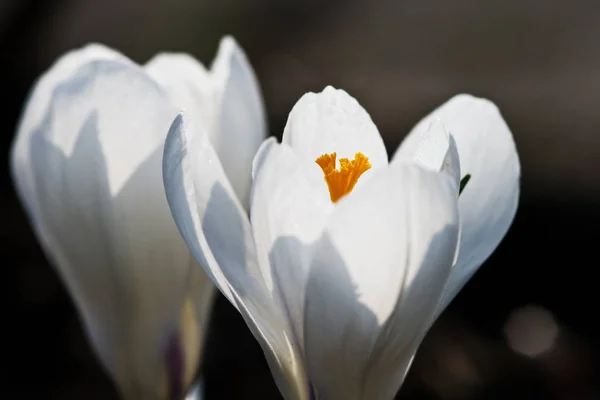 Crocus Bahar Çiçekleri — Stok fotoğraf