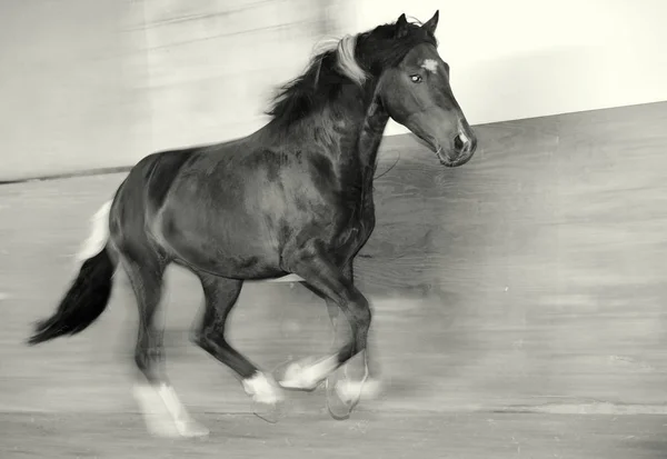 Horse Stallion Wild Animal Nature — Stock Photo, Image