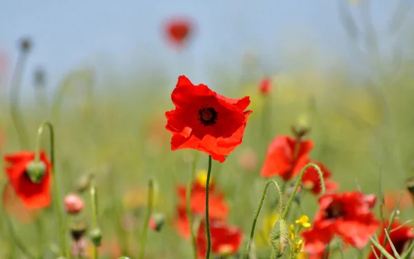 Meadow Summer Red Poppies — Stock Photo, Image