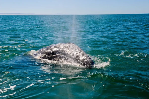 Ballena Gris Observación Ballenas — Foto de Stock