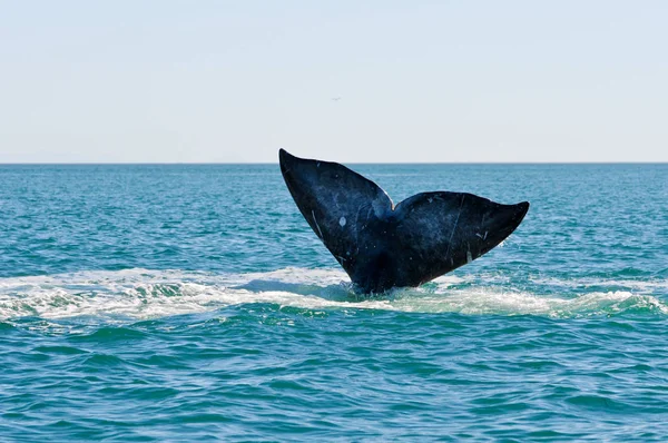 Ballena Gris Observación Ballenas — Foto de Stock