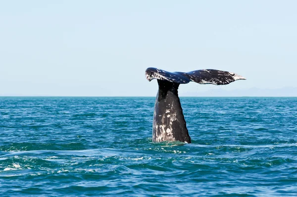 Observação Baleias Cinzentas — Fotografia de Stock
