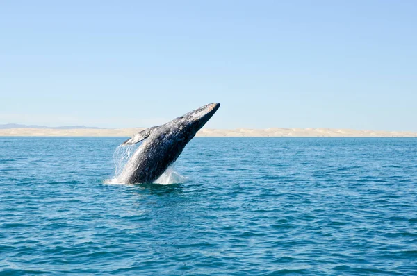 Saltar Ballena Gris Avistamiento Ballenas — Foto de Stock