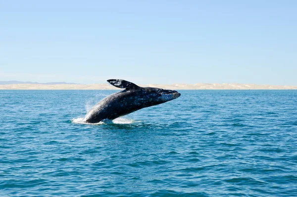 Saut Observation Des Baleines Grises — Photo