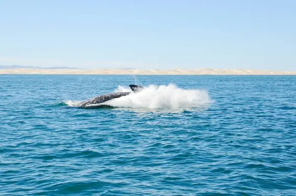 Saltando Observação Baleias Cinzentas — Fotografia de Stock