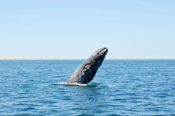 Saltar Ballena Gris Avistamiento Ballenas — Foto de Stock