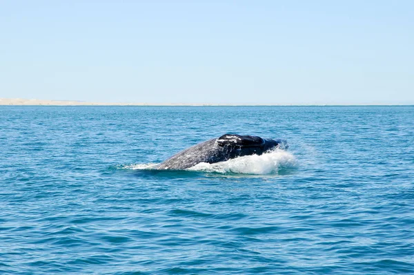 Balena Grigia Che Salta Guardando — Foto Stock
