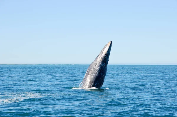 Saltando Baleia Cinza Assistindo Baleia — Fotografia de Stock