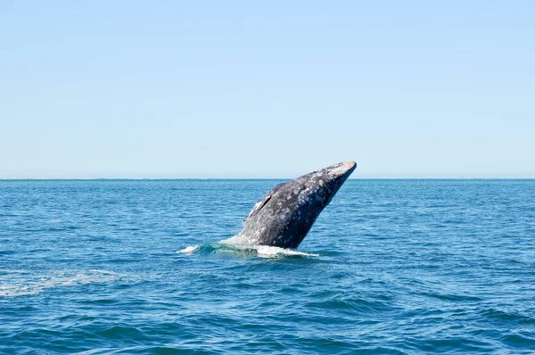 Jumping Gray Whale Whale Watching — Stock Photo, Image