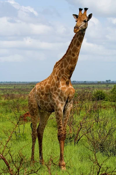 Жираф Африканское Травоядное Млекопитающее — стоковое фото