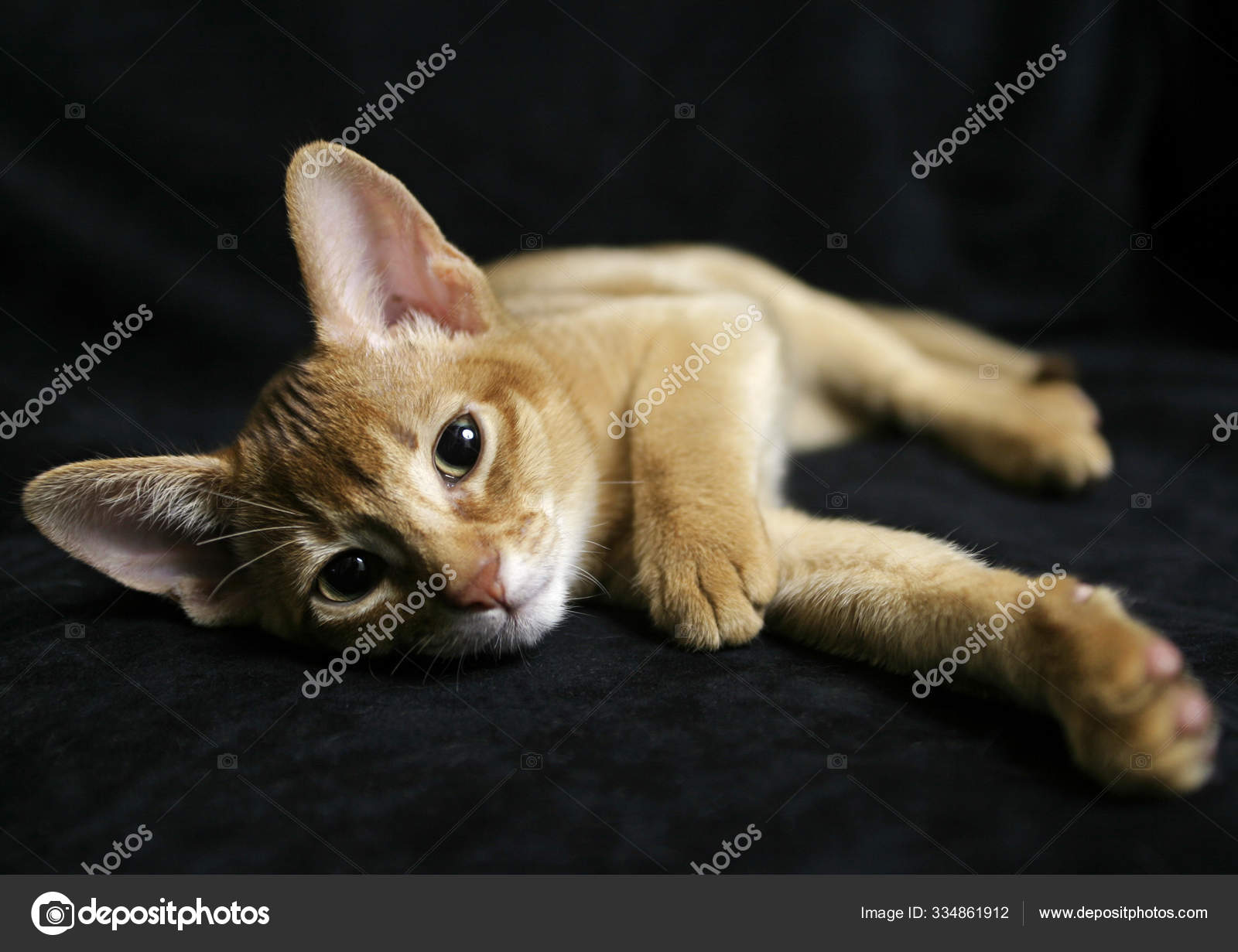 Black Abyssinian Cat Abyssinian Cat Black — Stock Photo