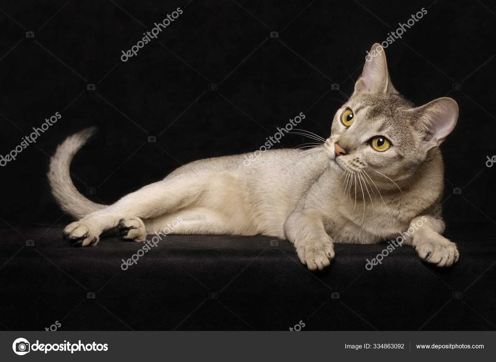 Silver Abyssinian Cat — 스톡 사진 © PantherMediaSeller #334863092, image size:1600x1167