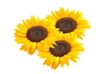 sunflower close up view clipart