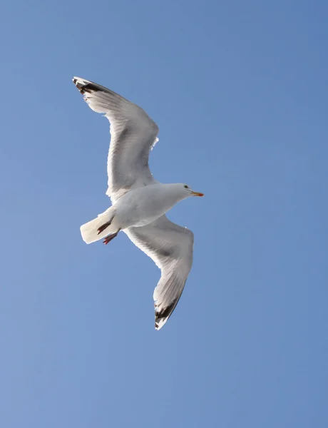 Scenic View Beautiful Seagull Birds Nature — Stock Photo, Image