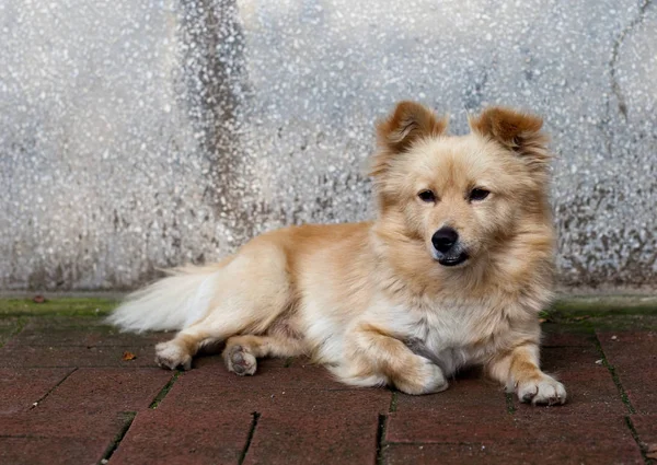 Portret Van Een Schattige Hond — Stockfoto