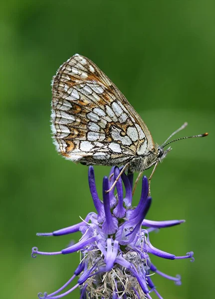 Vackra Blommor Blommigt Koncept Bakgrund — Stockfoto