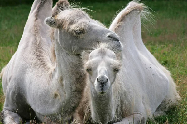 Arabskie Zwierzę Wielbłąda Ssak — Zdjęcie stockowe