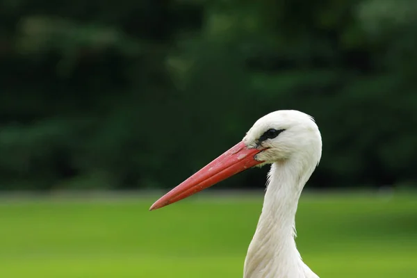 Aussichtsreicher Blick Auf Den Schönen Storchvogel Der Natur — Stockfoto