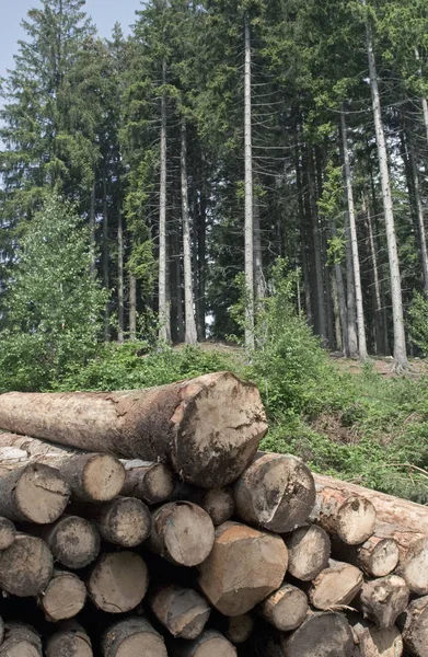 Logs Timber Firewood Trunk — Stock Photo, Image