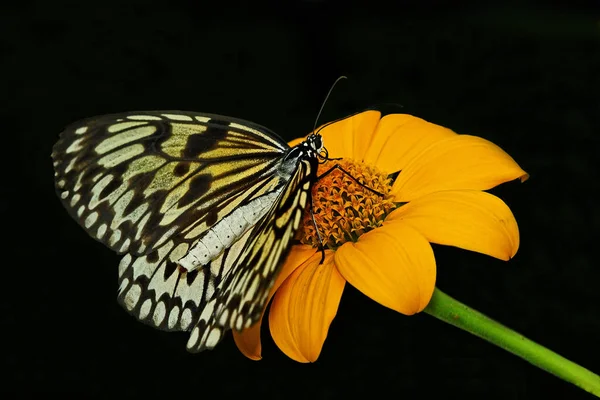 Nahaufnahme Von Wanzen Der Wilden Natur — Stockfoto