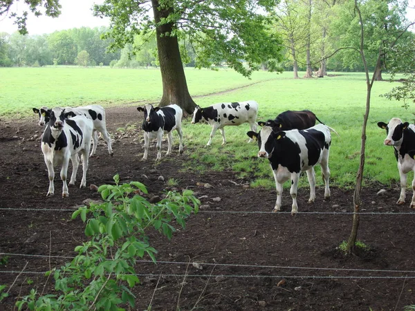 Koeien Het Natuurlijke Landschap Selectieve Focus — Stockfoto