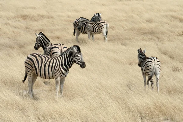 Schwarze Und Weiße Zebras Tiere — Stockfoto