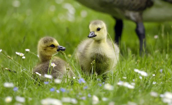 Mladá Zvířata Selektivní Zaměření — Stock fotografie