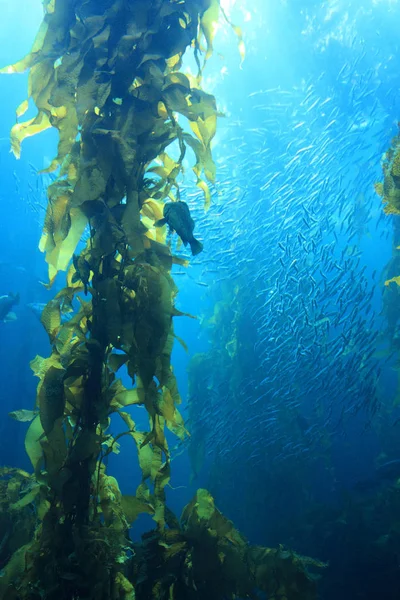 Szenischer Blick Auf Die Unterwasserwelt — Stockfoto