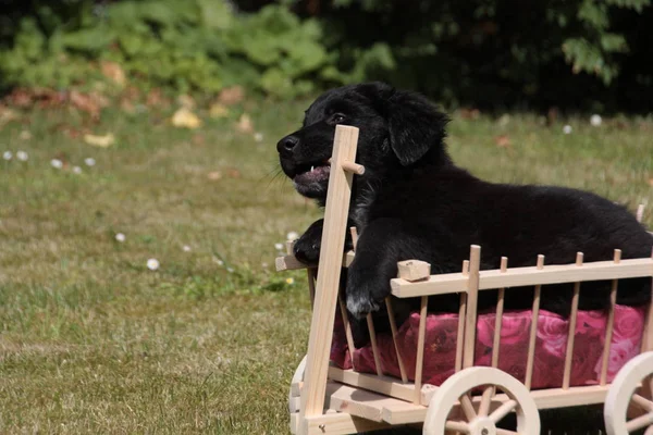 Cão Doméstico Animal Estimação — Fotografia de Stock