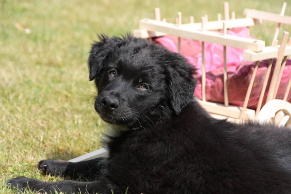 Perro Doméstico Animal Doméstico — Foto de Stock