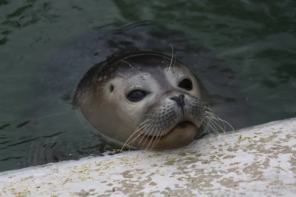 Seal Sea Lion Water — Stock Photo, Image