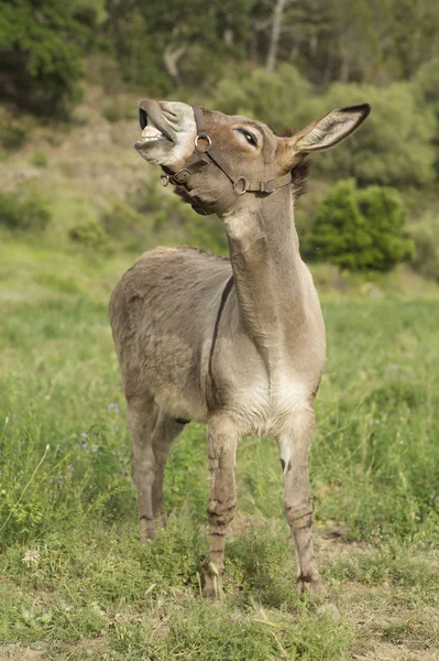 Scena Della Fauna Selvatica Bella Natura — Foto Stock